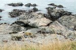 Seal 1_600x400